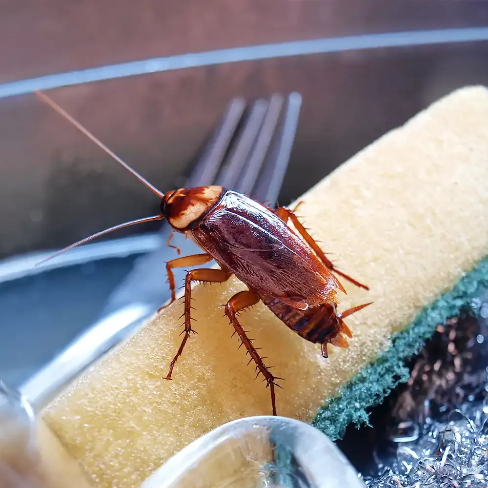 Cockroach on kitchen sponge in food preparation area