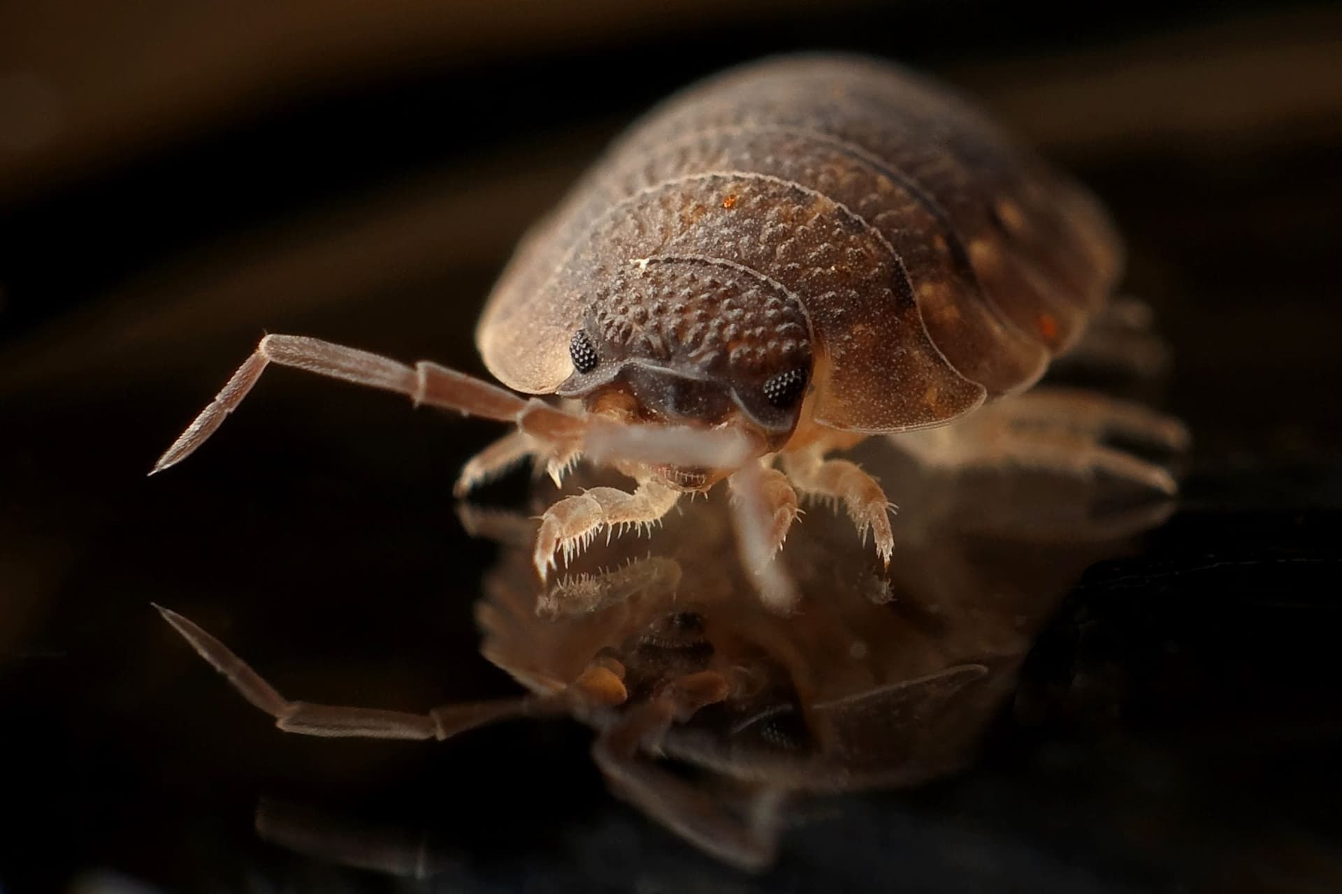 Bed bug close-up for identification and professional treatment
