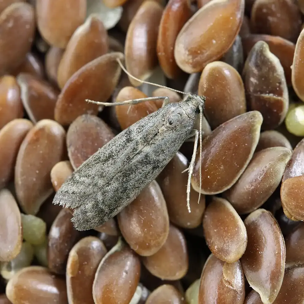 Pantry moth infestation in stored dry goods