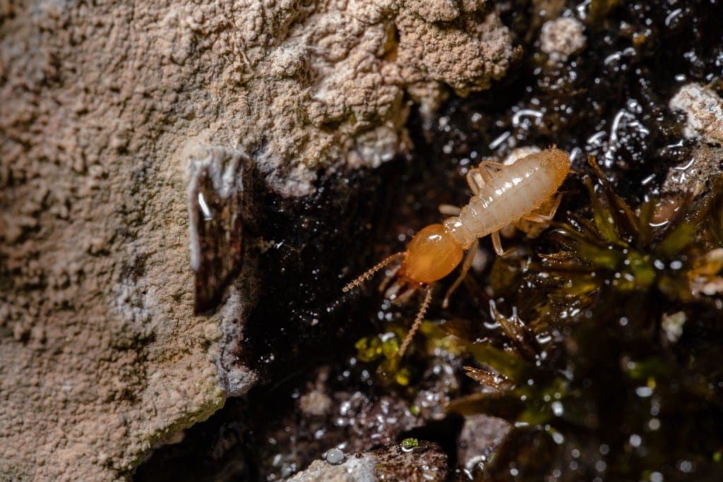 Termite on damp wood — identification for professional termite control