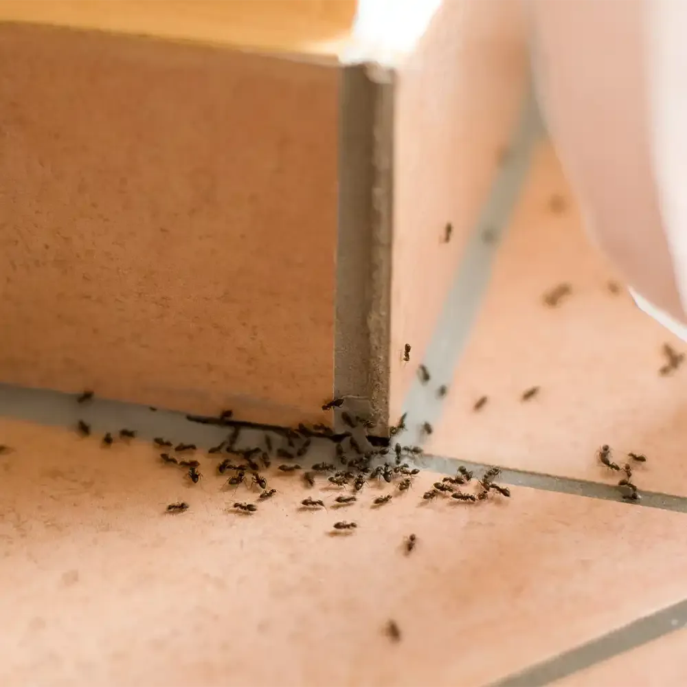 Ant infestation along tiled floor grout lines