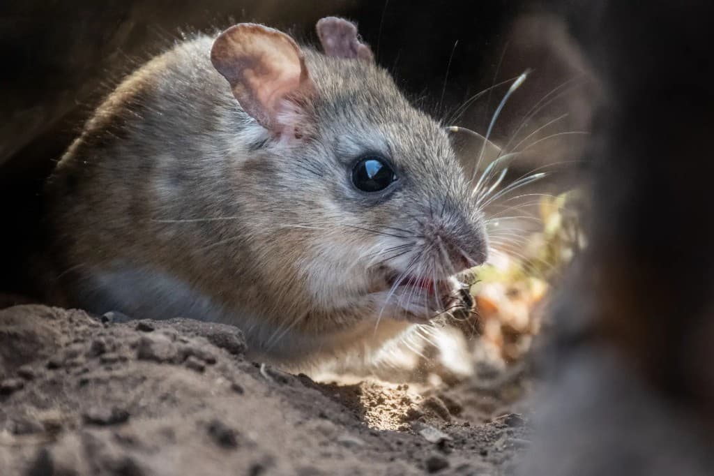 Mouse emerging from burrow near stored goods